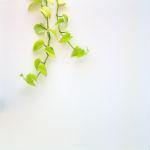 Techo verde