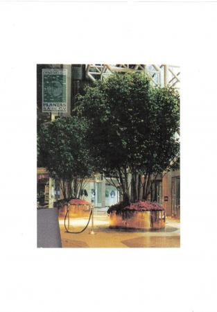 20110810144553_ARBOL_GIGANTE-.jpg.jpeg